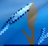 Kangaroo Island 75-Minute Ocean Safari - Lismore Accommodation