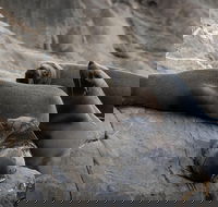 Kangaroo Island Ocean Safari - Snorkeling Safari - Lismore Accommodation