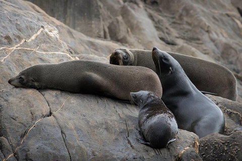 Kangaroo Island Ocean Safari - Snorkeling Safari - Lismore Accommodation 0