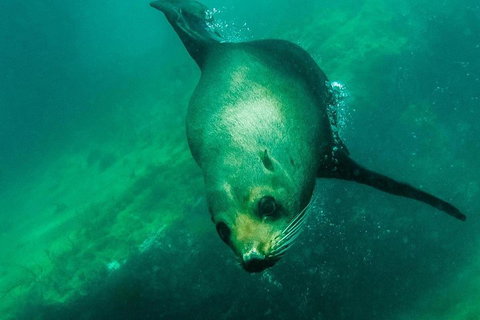 Kangaroo Island Ocean Safari - Snorkeling Safari - Lismore Accommodation 1