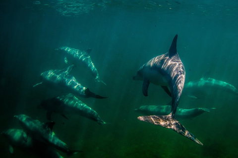 Kangaroo Island Ocean Safari - Snorkeling Safari - Lismore Accommodation 2