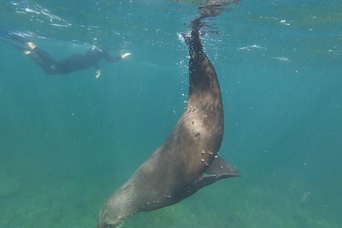 Kangaroo Island Ocean Safari - Snorkeling Safari - Lismore Accommodation 3