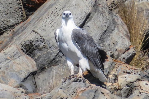 Kangaroo Island Ocean Safari - Snorkeling Safari - Lismore Accommodation 4