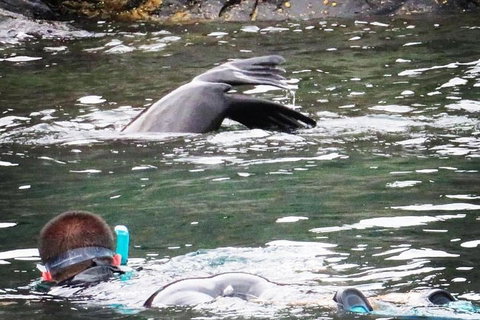 Kangaroo Island Ocean Safari - Snorkeling Safari - Lismore Accommodation 5