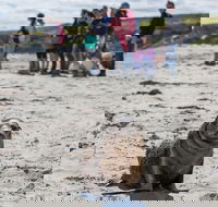 Kangaroo Island in a Day Tour from Adelaide - Lismore Accommodation