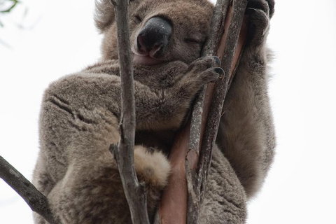 2-Day Kangaroo Island 4WD Small-Group Tour From Adelaide - Lismore Accommodation 0