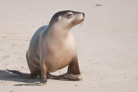 2-Day Kangaroo Island 4WD Small-Group Tour From Adelaide - Lismore Accommodation 4