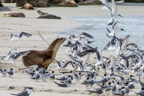 Full-Day Kangaroo Island Experience Departing From Kangaroo Island - Lismore Accommodation 1
