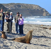 Full day Seal Bay Experience departing from Kangaroo Island - Lismore Accommodation