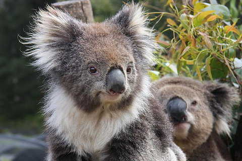 Kuranda Koala Gardens And Birdworld Admission Tickets - Lismore Accommodation 0