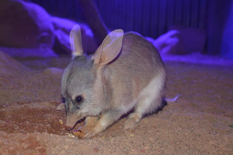 Kuranda Wildlife Experience Three Attraction Pass - Lismore Accommodation 0