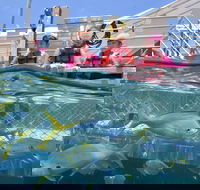 Outer Reef Pontoon Experience from Cairns - Lismore Accommodation