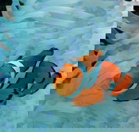 Seastar Luxury Outer Great Barrier Reef Island and Reef Tour from Cairns - Lismore Accommodation