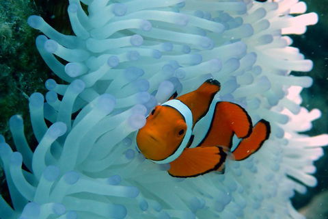 Seastar Luxury Outer Great Barrier Reef Island And Reef Tour From Cairns - Lismore Accommodation 0