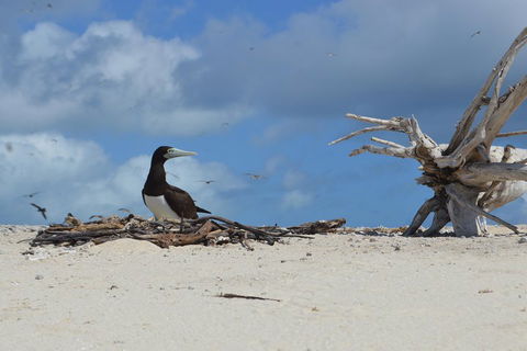 Seastar Luxury Outer Great Barrier Reef Island And Reef Tour From Cairns - Lismore Accommodation 1