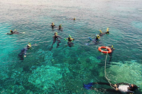 Seastar Luxury Outer Great Barrier Reef Island And Reef Tour From Cairns - Lismore Accommodation 2