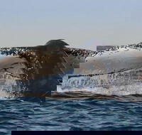 Sydney Whale-Watching Cruise Including Lunch or Breakfast - Lismore Accommodation