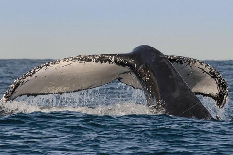 Sydney Whale-Watching Cruise Including Lunch Or Breakfast - Lismore Accommodation 0