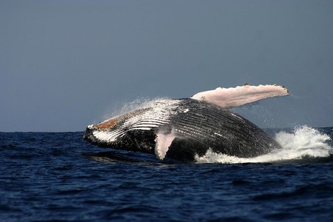 Sydney Whale-Watching Cruise Including Lunch Or Breakfast - Lismore Accommodation 1
