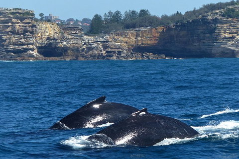 Sydney Whale-Watching Cruise Including Lunch Or Breakfast - Lismore Accommodation 2