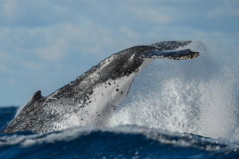 Sydney Whale-Watching Cruise Including Lunch Or Breakfast - Lismore Accommodation 4