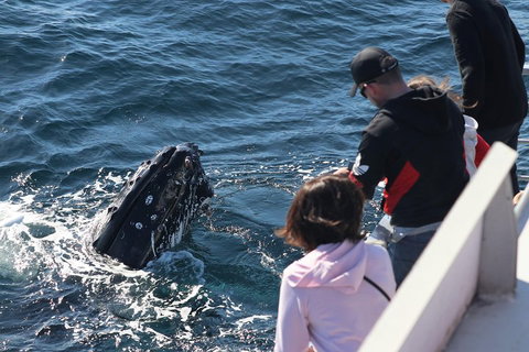 Sydney Whale-Watching Cruise Including Lunch Or Breakfast - Lismore Accommodation 5