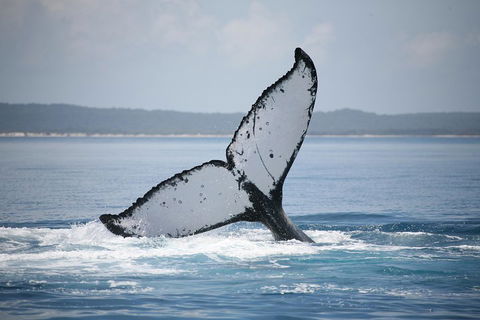 Hervey Bay Whale Watching Cruise - Lismore Accommodation 0