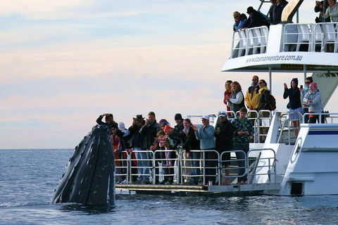 Hervey Bay Whale Watching Cruise - Lismore Accommodation 1