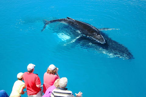Hervey Bay Whale Watching Cruise - Lismore Accommodation 2