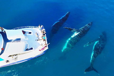 Hervey Bay Whale Watching Cruise - Lismore Accommodation 3