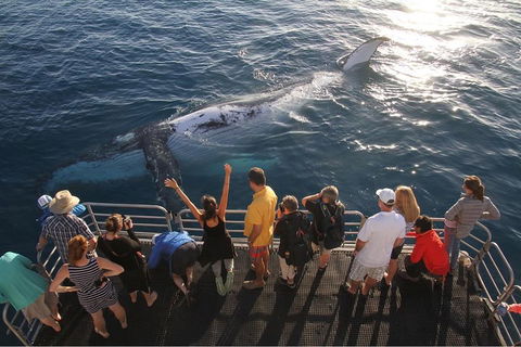Hervey Bay Whale Watching Cruise - Lismore Accommodation 4