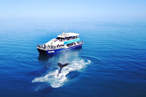 Hervey Bay Whale Watching Cruise - Lismore Accommodation 5