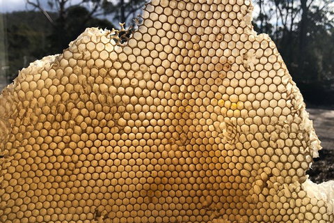 Bruny Island Day Tour, Includes Lunch And Exclusive Lighthouse Tour - Lismore Accommodation 1