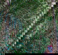 Atherton Tablelands Rain Forest by Night from Cairns - Lismore Accommodation