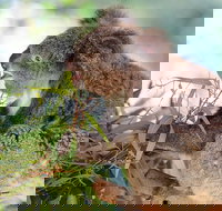 Blue Mountains Private Tour with Kangaroos  Koala Encounter - Lismore Accommodation