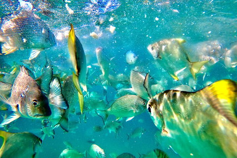 Moreton Island Day Trip (Kayak, Snorkel & Sandboard) Frm Brisbane Or Gold Coast - Lismore Accommodation 1