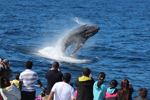 Tangalooma Island Resort Whale Watching Day Cruise - Lismore Accommodation 0