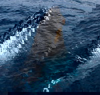 Phillip Island Whale Watching Tour - Lismore Accommodation