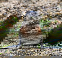 Phillip Island Seal-Watching Cruise - Lismore Accommodation