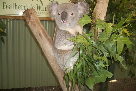 Blue Mountains Private Tour With Wildlife Park And River Cruise - Lismore Accommodation 5