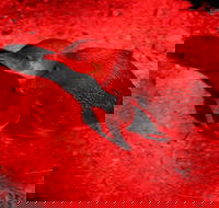 Small-Group Kangaroo Island 4WD Night Tour - Lismore Accommodation