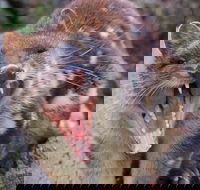 After Dark Tasmanian Devil Feeding Tour at Cradle Mountain - Lismore Accommodation