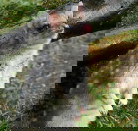 1-Hour Tasmanian Devil Feeding Day Tour at Cradle Mountain - Lismore Accommodation