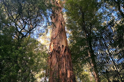 Ultimate Reverse Direction - 12 Apostles, Great Ocean Road - Small Group Tour - Lismore Accommodation 2