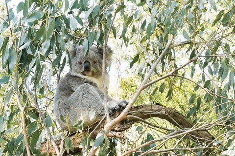 Ultimate Reverse Direction - 12 Apostles, Great Ocean Road - Small Group Tour - Lismore Accommodation 5