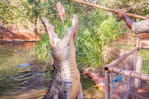 Malcolm Douglas Crocodile Park Tour Including Transportation - Lismore Accommodation 5
