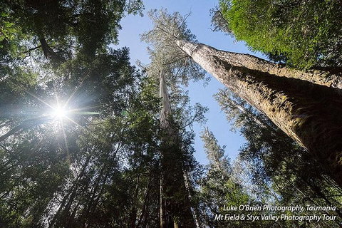 Mt Field And Styx Valley Photography Tour - Lismore Accommodation 1