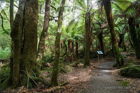 Mt Field And Styx Valley Photography Tour - Lismore Accommodation 2