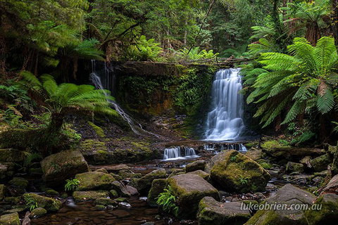 Mt Field And Styx Valley Photography Tour - Lismore Accommodation 3