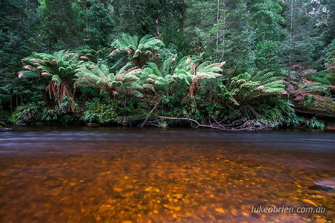 Mt Field And Styx Valley Photography Tour - Lismore Accommodation 4